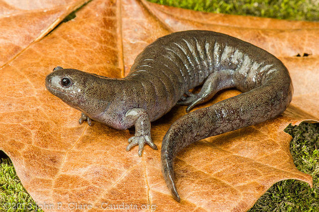 an image of a streamside salamander